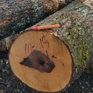 BOL Wood uses NuMark Marker on fresh cut logs